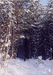 Зима в лесу фото Ковехова А.