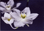 белый цветок фото Ковехова А.