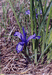 синий цветок фото Ковехова А.